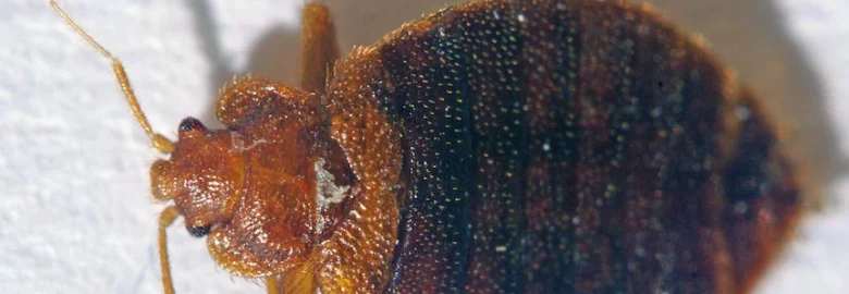 EZ Bed Bug Exterminator Las Vegas