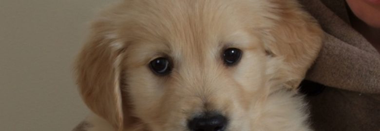 Silver Nickel Puppies