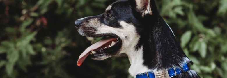 Dog ID’s