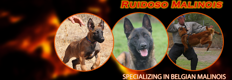 Ruidoso Malinois