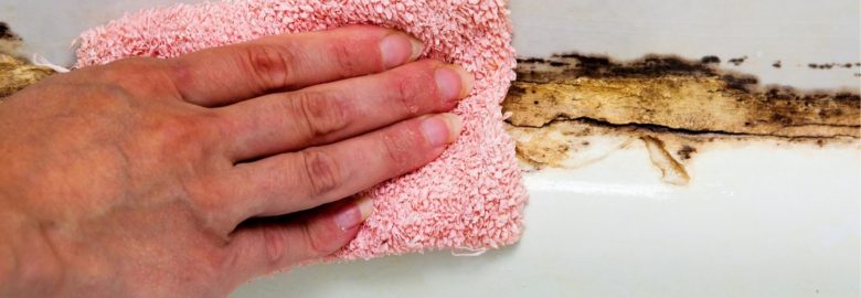 Mold Experts of Cary