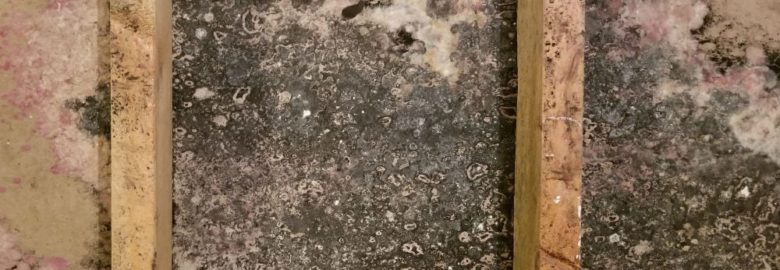 Fizzy Mold Removal Cincinnati – Mold Remediation Service