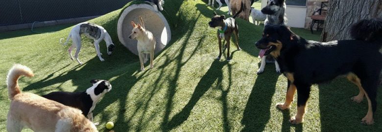 Tempe Veterinary Clinic