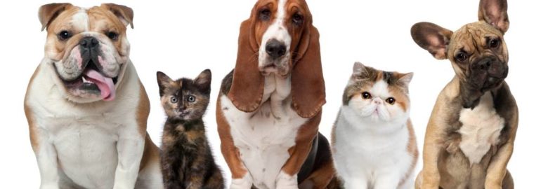 Britt Animal Hospital