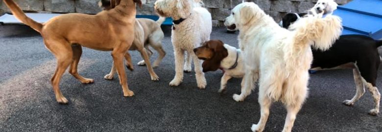 Pet Wellness Animal Hospital