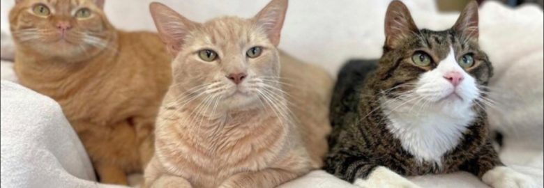 Animal Hospital of Mobile