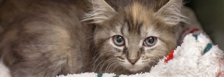 1st Pet Veterinary Centers