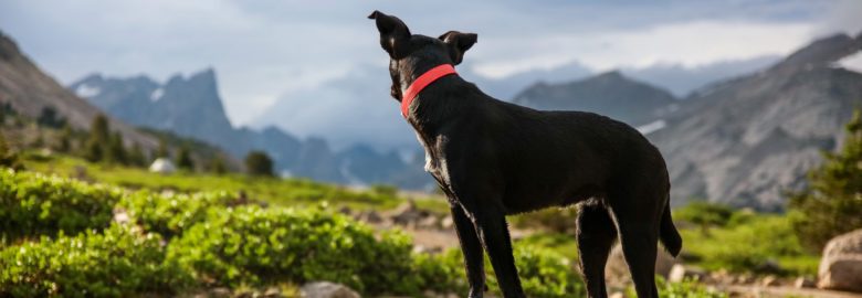 Sitka Animal Hospital