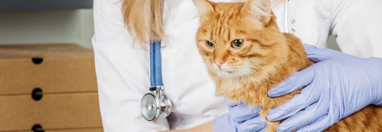 West Madison Veterinary Hospital