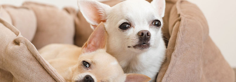 Green Cove Pet Hospital