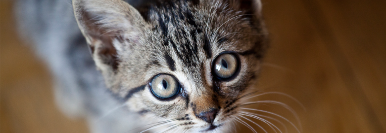 Lake Crest Animal Clinic