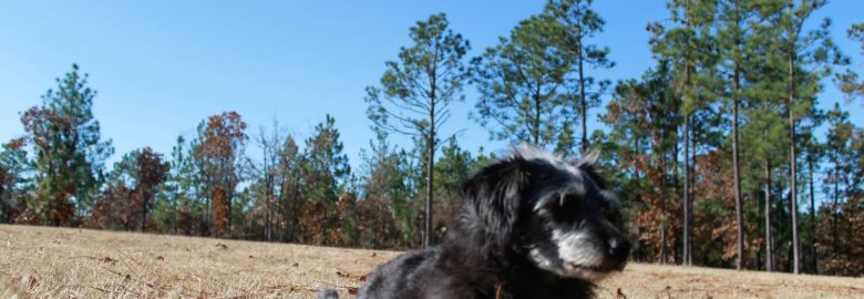 Moores Mill Animal Hospital