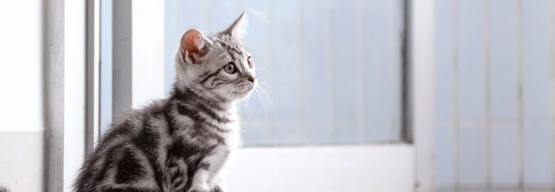 Huntsville Veterinary Specialists and Emergency