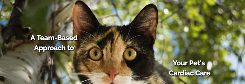 Valley Veterinary Cardiology