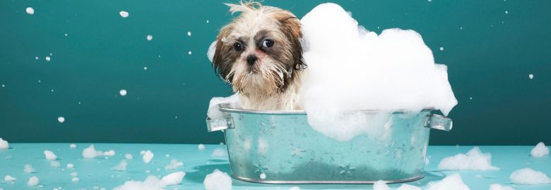 Bryant Drive Animal Hospital