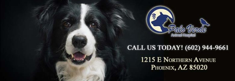Palo Verde Animal Hospital