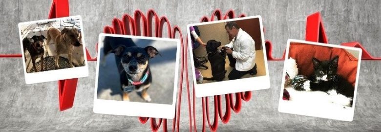 Dermatology for Animals