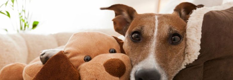 Alma School Animal Hospital