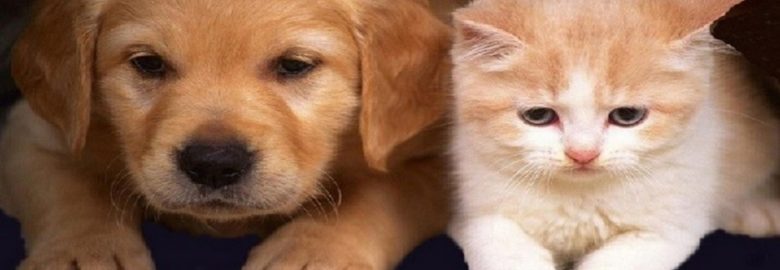 Mabry Animal Hospital