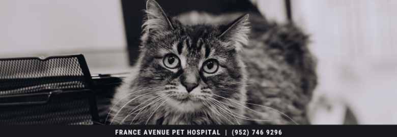 France Avenue Pet Hospital