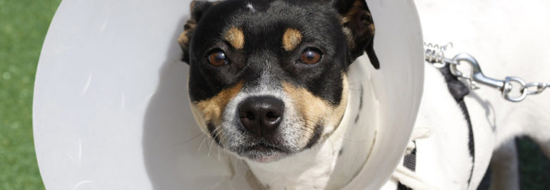 Bayou South Animal Hospital