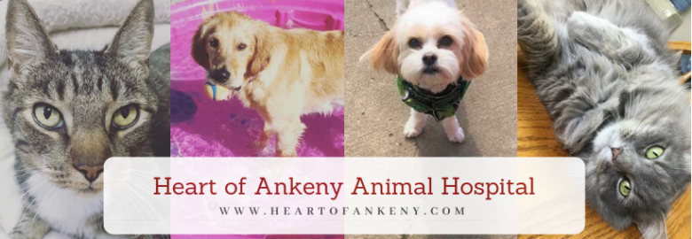 Heart of Ankeny Animal Hospital