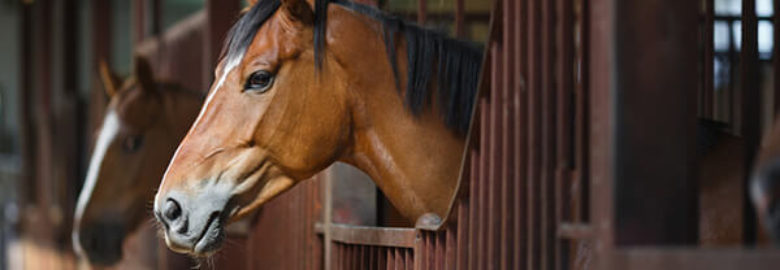 Premier Equine Veterinary Service