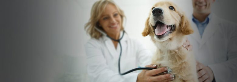 Best Care Animal Hospital