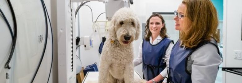 Seatown Veterinary Care