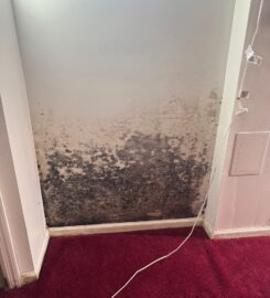 Soflo Mold Specialist