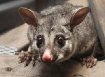 ProActive Pest Control