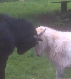 Debbie's Pet and House Sitting