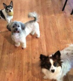 Debbie's Pet and House Sitting