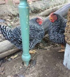 Debbie's Pet and House Sitting