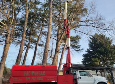 Pac-Tree LLC