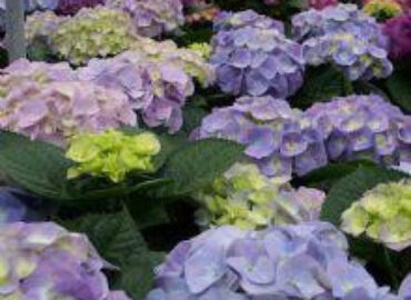 Miller's Flowers & Grandma's Country House