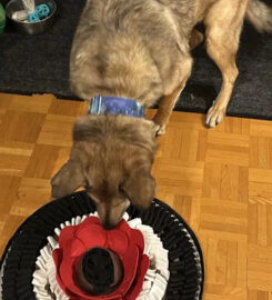 PawzNDogz
