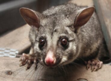 Bug Free Pest Control, LLC