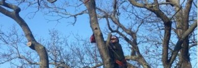 Watkins Tree Experts