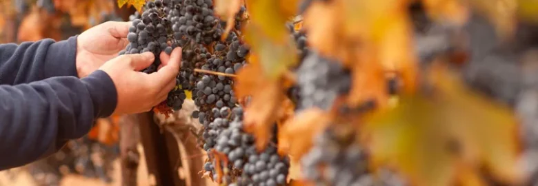 Napa Daily Deals