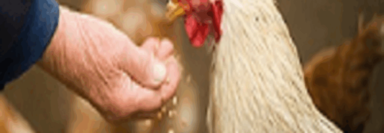 Cowtown Feed & Livestock