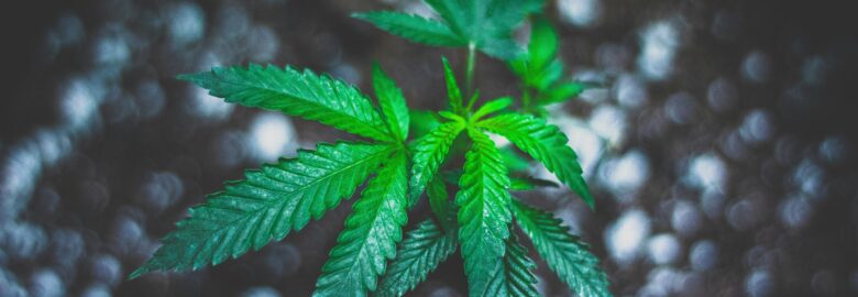 Green Releaf
